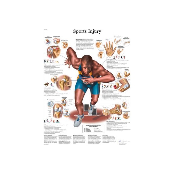 3B Anatomical Chart - Sports Injuries, Sticky Back